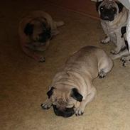 Mops Tulle - Måffe - Basse - B