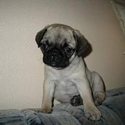 Mops Tulle - Måffe - Basse - B