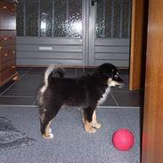 Islandsk fårehund Simba