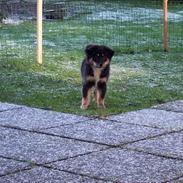 Islandsk fårehund Simba