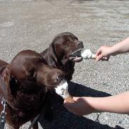 Labrador retriever Buzz og Buster