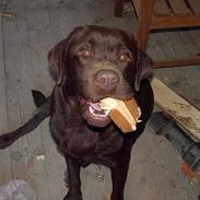 Labrador retriever Buzz og Buster