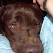 Labrador retriever Buzz og Buster