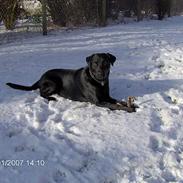 Blanding af racer Nico