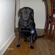 Blanding af racer Nico