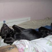 Blanding af racer Nico