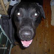 Blanding af racer Nico