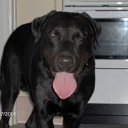 Blanding af racer Nico