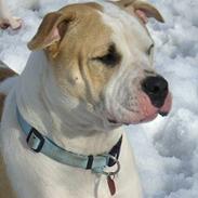 Amerikansk bulldog ABO`s Banshee  RIP16/6-10