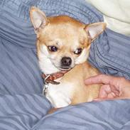 Chihuahua Nuggi