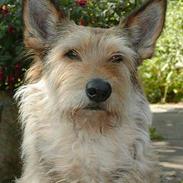 Picard Orphee du Clos de la Croi