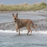 Picard Orphee du Clos de la Croi