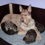 Picard Orphee du Clos de la Croi