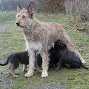 Picard Orphee du Clos de la Croi