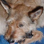 Picard Orphee du Clos de la Croi