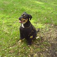 Blanding af racer Santos*R.I.P*