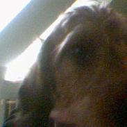 Gravhund Frida