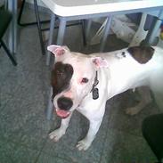 Amerikansk staffordshire terrier Nala  +R.I.P+