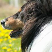 Shetland sheepdog Bjarkarima Urban