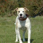 Amerikansk bulldog ABO`s Banshee  RIP16/6-10