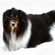 Shetland sheepdog Bjarkarima Urban