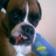 Boxer Simmi R.I.P