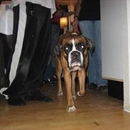 Boxer Simmi R.I.P