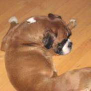 Boxer Simmi R.I.P