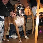 Boxer Simmi R.I.P