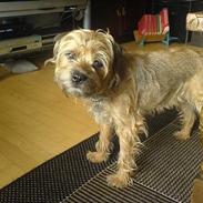 Border terrier Sofus