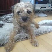 Border terrier Sofus