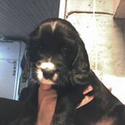Cocker spaniel Coco
