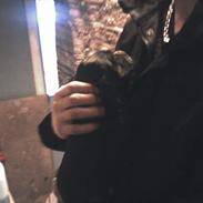 Cocker spaniel Coco