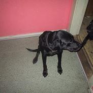 Labrador retriever donna
