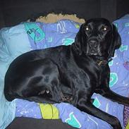 Labrador retriever donna