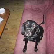 Labrador retriever donna