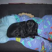 Labrador retriever donna