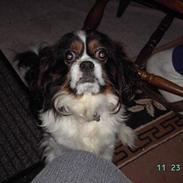 Cavalier king charles spaniel Scubby