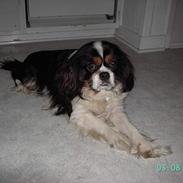 Cavalier king charles spaniel Scubby