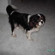 Cavalier king charles spaniel Scubby