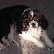 Cavalier king charles spaniel Scubby