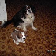 Cavalier king charles spaniel Scubby