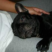Fransk bulldog raiko