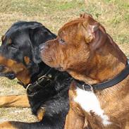 Staffordshire bull terrier Armani