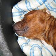 Staffordshire bull terrier Armani