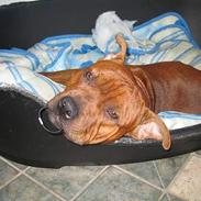 Staffordshire bull terrier Armani