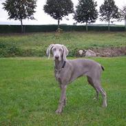 Weimaraner Sønderskovens Danaweim