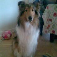 Collie langhåret * MOLLY *