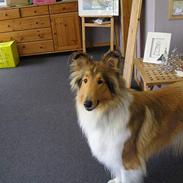 Collie langhåret * MOLLY *
