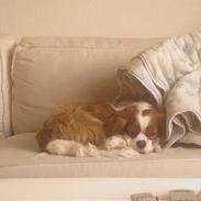 Cavalier king charles spaniel Tjalfe